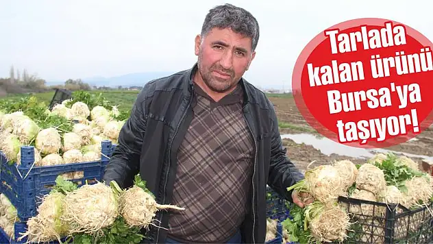 Tarlada kalan ürünü Bursa'ya taşıyor!  