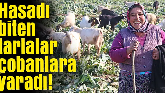 Tarlalar çözüm oldu