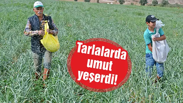 Tarlalarda umut yeşerdi!
