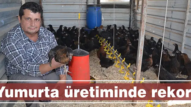 Tavuklar çok çalıştı