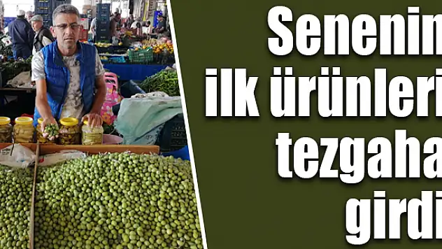 Tekir zeytini yok satıyor