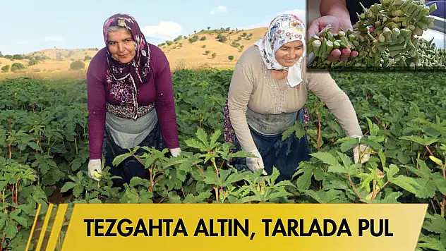 Tezgahta altın, tarlada pulm