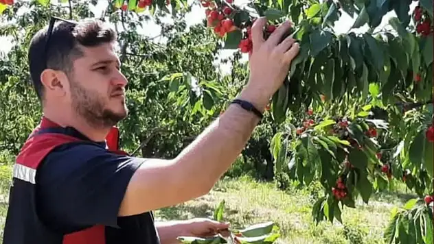 Torbalı'da kiraz bahçelerinde monilya denetimi