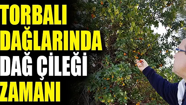 Torbalı dağlarında dağ çileği zamanı