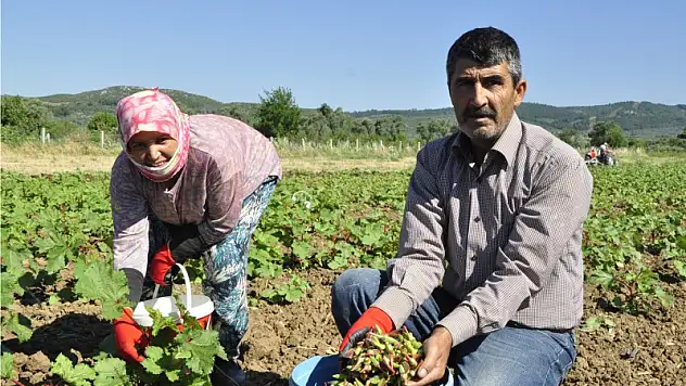 Torbalı ekonomisine 5.5 milyonluk bamya dopingi