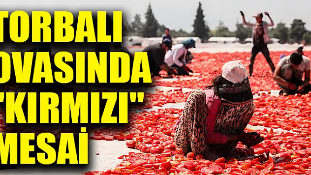 Torbalı ovasında “kırmızı” mesai devam ediyor