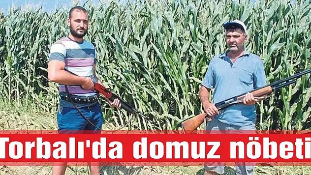 Torbalı’da domuz nöbeti
