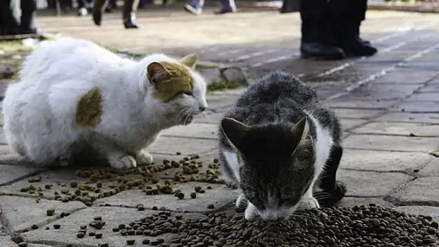 Torbalı'da sokak kedi sayısı arttı