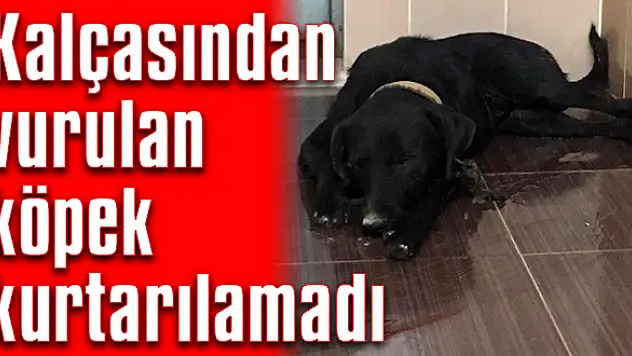 Tüm müdahalelere rağmen kurtarılamadı