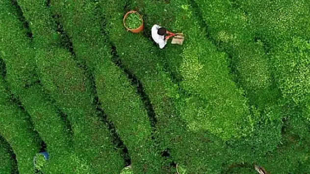 Türk çayı 2018’i rekorla kapattı