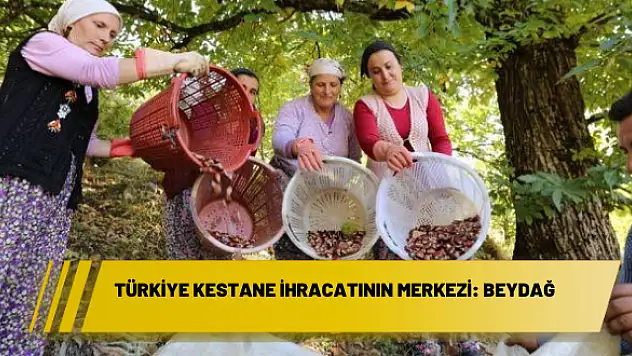 Türkiye kestane ihracatının merkezi: Beydağ