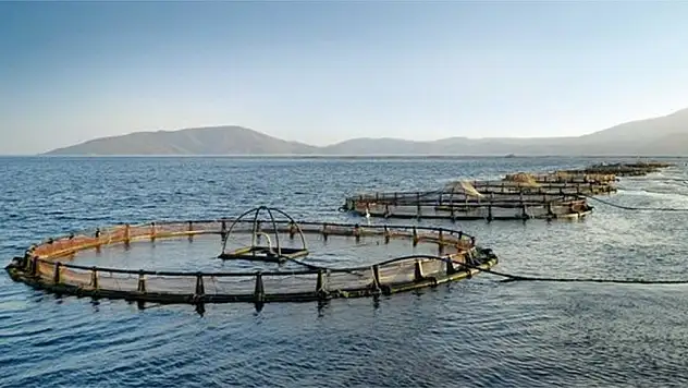 Türkiye kültür balığında ihracat rekoru kırdı