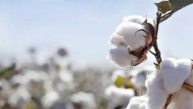 Türkiye pamukla misilleme yapabilir
