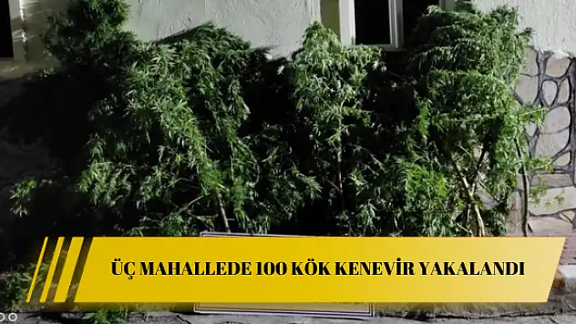 Üç mahallede 100 kök kenevir yakalandı