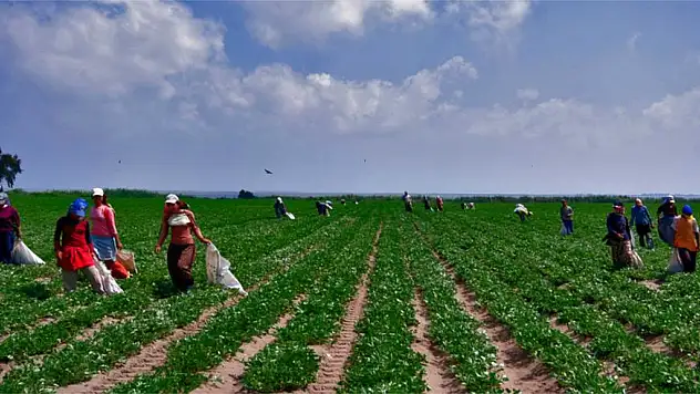 Ucuz gıda için vergi hamlesi