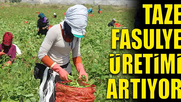 Üretici hasattan umutlu