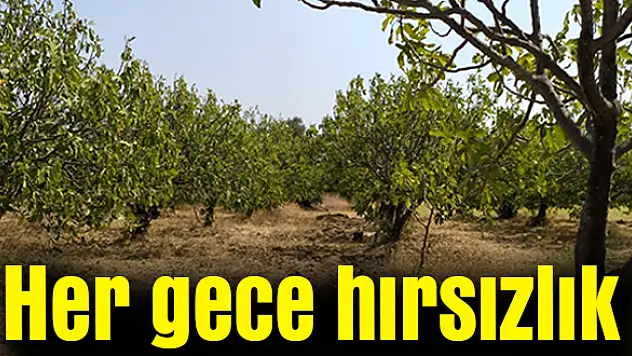 Üreticiden incir nöbeti