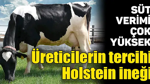 Üreticilerin en fazla tercih ettiği inek