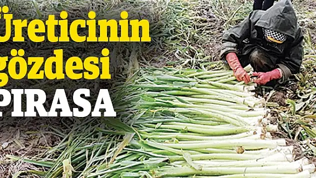 Üreticinin gözdesi pırasa