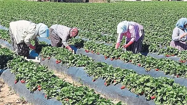 Üreticinin yüzü güldü