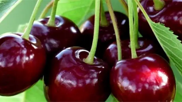 Uzakdoğu'da Türk kirazına büyük ilgi