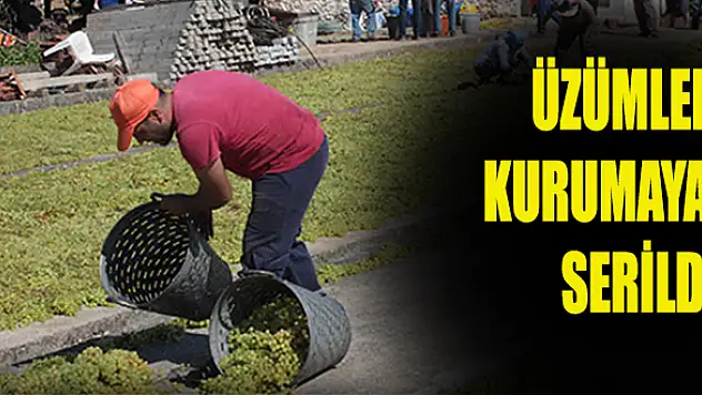Üzümler kurumaya serildi