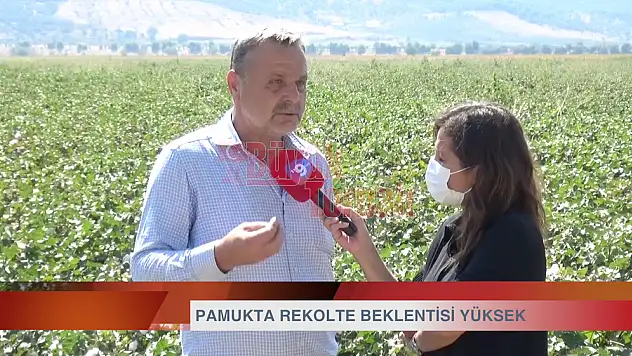 VİDEO HABER – Pamukta rekolte beklentisi yüksek