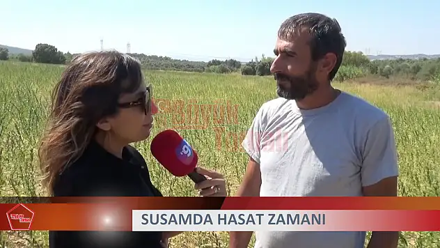 VİDEO HABER – Susam hasadında sona yaklaşıldı