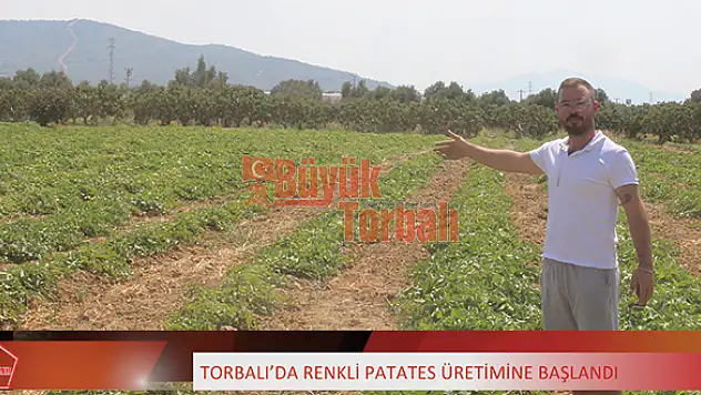 VİDEO HABER: Torbalı’da renkli patates üretimine başlandı
