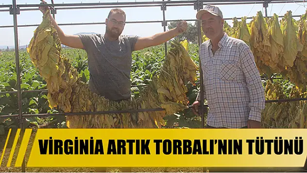 Virginia artık Torbalı’nın tütünü