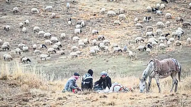 Yayla yasağı kalkacak 'et fiyatları' düşecek