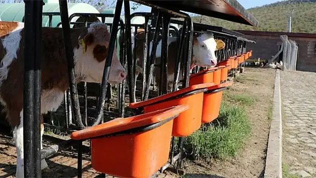 Yemde gümrük vergileri sıfırlandı