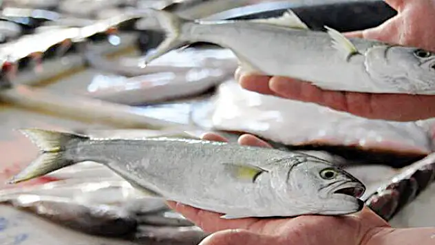 Yeni sezonda balıkçının umudu lüfer