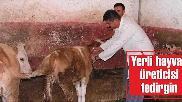 Yerli hayvan üreticisi tedirgin
