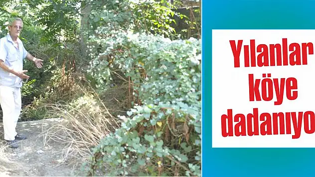 Yılanlar köye dadanıyor