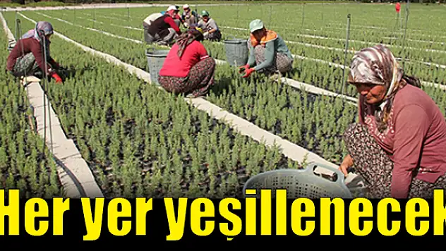 Yılda 7 buçuk milyon fidan