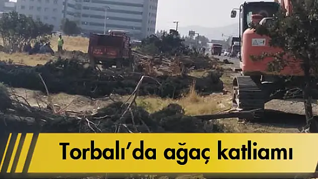 Yol yapımı için asırlık ağaçlar yok edildi