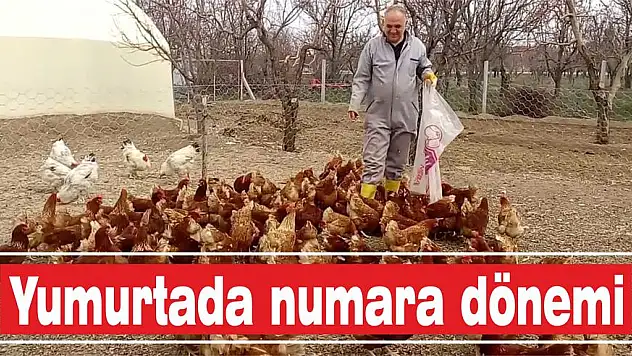 Yumurtada numara dönemi