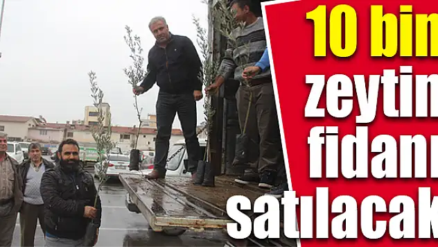 Zeytin dikmek isteyen üreticiye destek