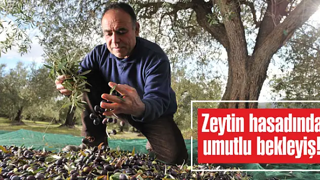 Zeytin hasadında umutlu bekleyiş!