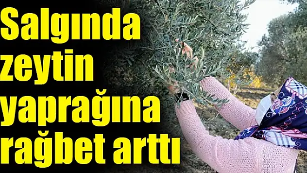 “ZEYTİN YAPRAĞINA TALEP ARTTI”