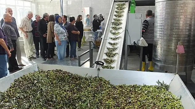 ZEYTİNDE FİYAT SEVİNDİRDİ REKOLTE ÜZDÜ