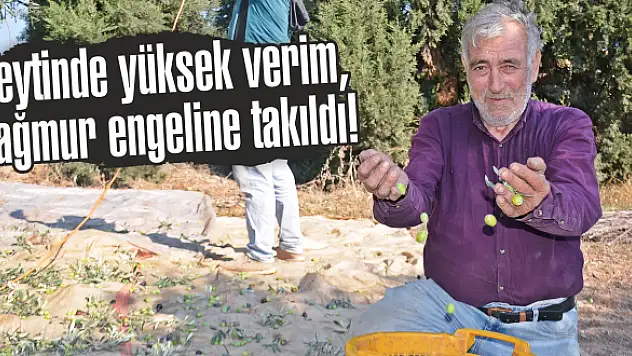 Zeytinde yüksek verim, yağmur engeline takıldı!