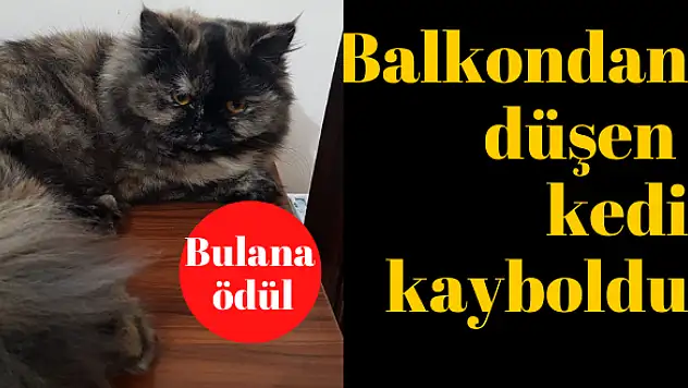 ZEYTİN'İ GETİRENE ÖDÜL VAR!