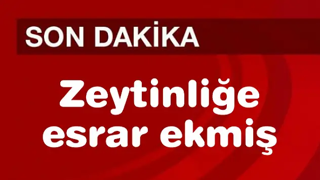 Zeytinliğe esrar ekmiş