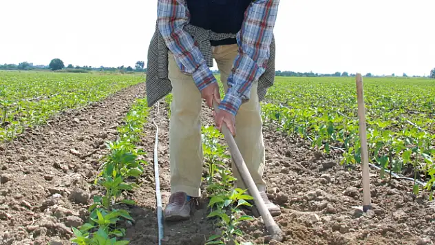 Zirveyi gören biber, toprakla buluştu