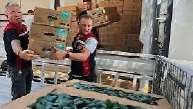 Kışlık fidelere denetim