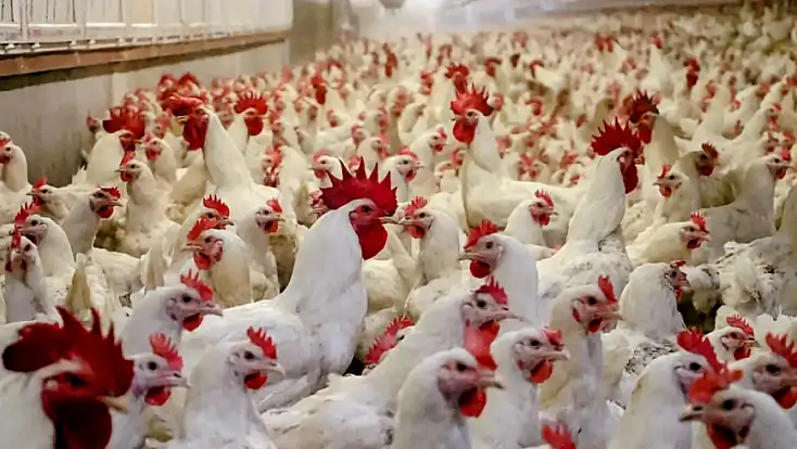 Tavuk ihracatına geçici yasak