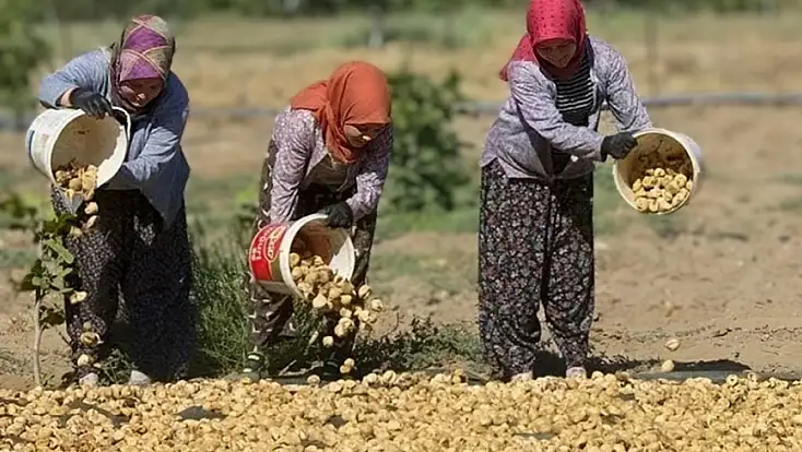 Tire'de incir işçisinin 2026 ücret tarifesi belli oldu
