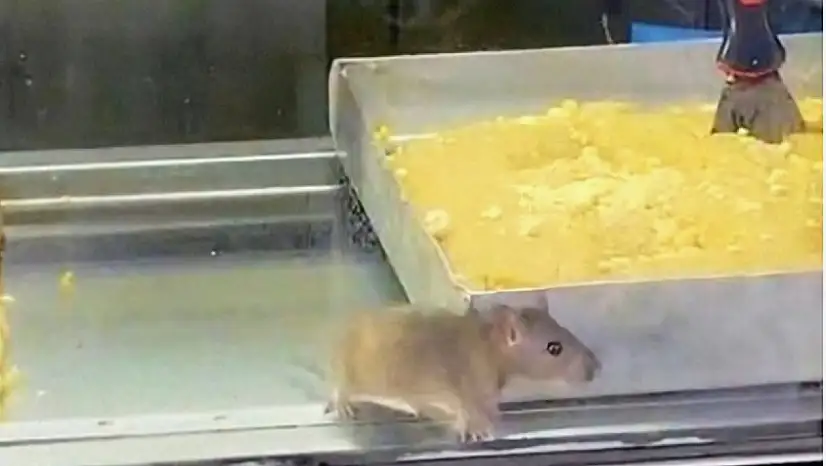 Börek tezgahlarında fare cirit attı